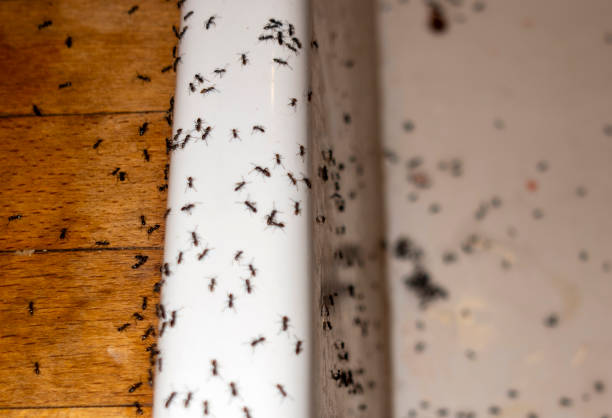 Best Mosquito Control Services  in Collinsvle, IL