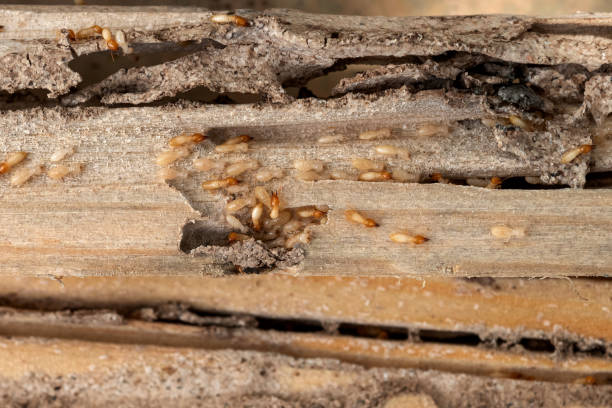 Wildlife Control Services in Collinsville, IL